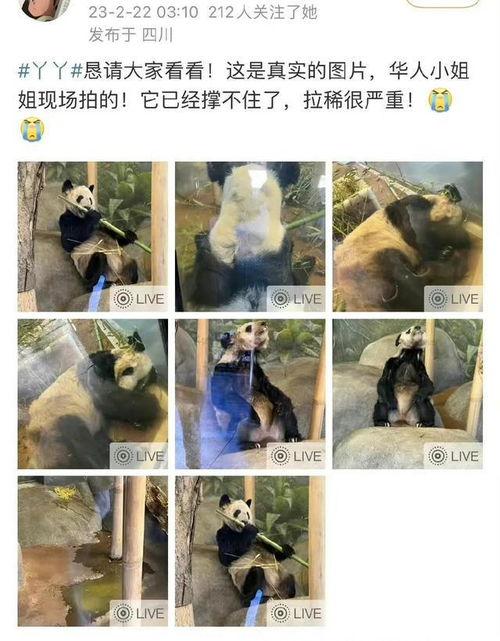 美国华人爆料丫丫视频,真相令人震惊